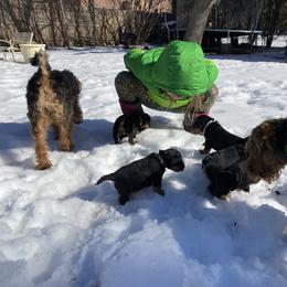 Welsh Terrier Puppies from Snow Dragon Welsh Terriers