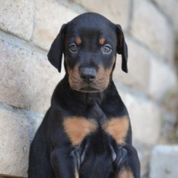 Doberman Pinscher Puppies from Obsidian Kennels