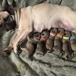 Pug Puppies from Purebred Pugs of Puget Sound