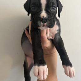 Girl 2 - Brindle female Boxer puppy in Staatsburg, New York from Rumors of Luv Boxers