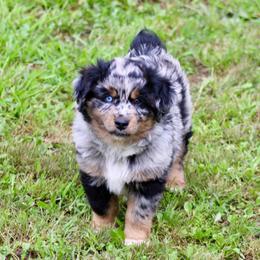 Dakota - Blue merle male Miniature Australian Shepherd puppy in Fort Smith, Arkansas from Rye Hill Aussies