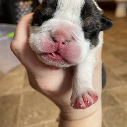 Bulldog Puppies from Brandi Muecke's English Bulldogs