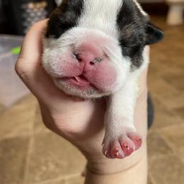 Bulldog Puppies from Brandi Muecke's English Bulldogs