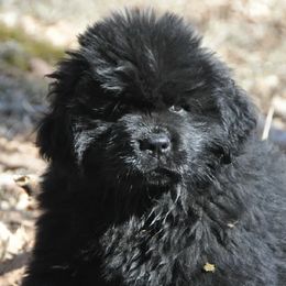 Newfoundlands from TimberKnoll Newfoundlands