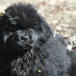 Newfoundlands from TimberKnoll Newfoundlands