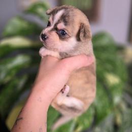 Tetris - Fawn and white male Chihuahua puppy in Springfield, Missouri from Carly Parker