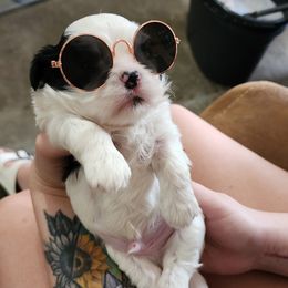 Shih Tzu Puppies from Keepin' it X-tra Shih-Tzu