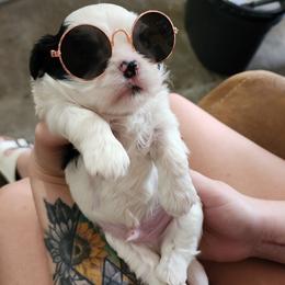 Shih Tzu Puppies from Keepin' it X-tra Shih-Tzu