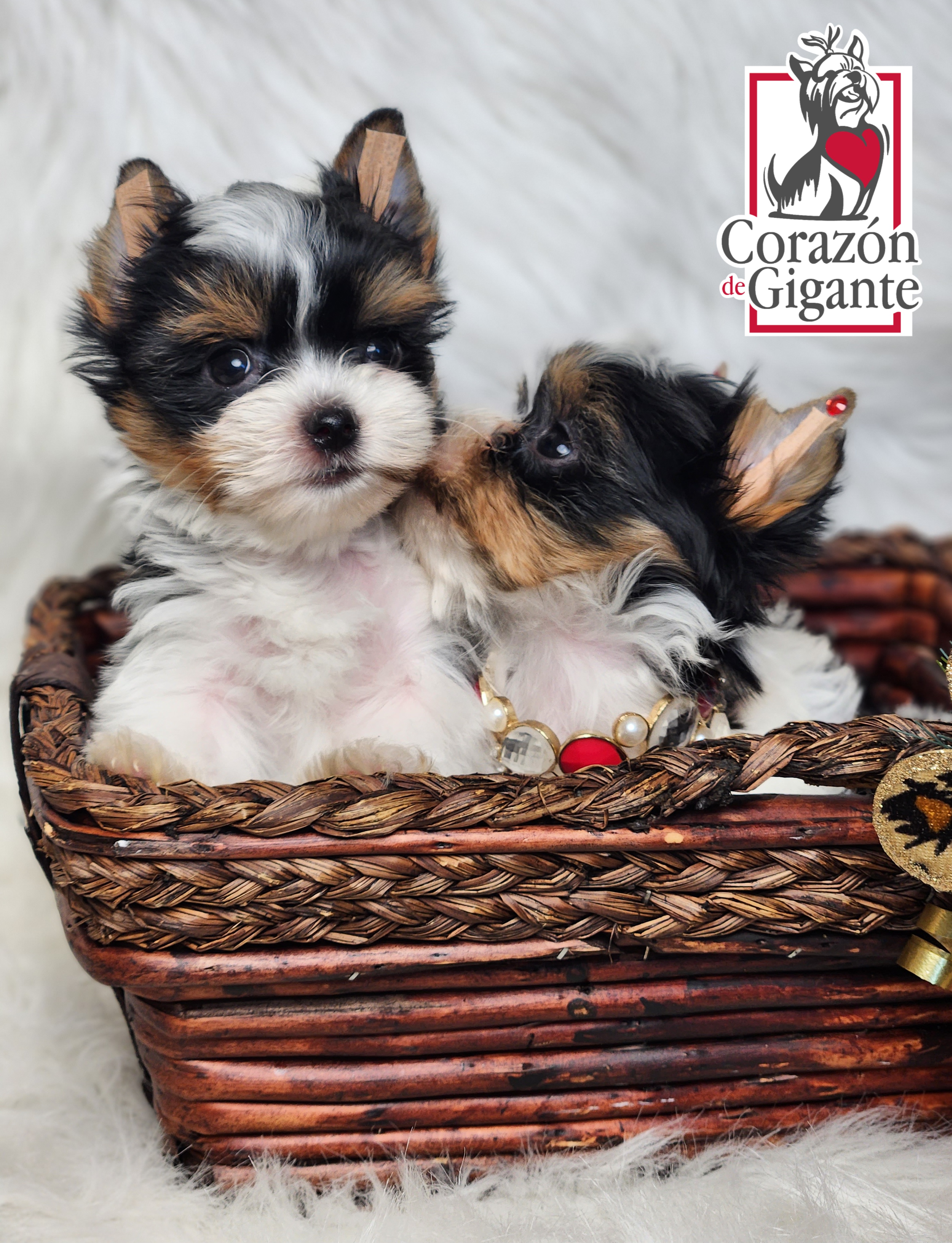 Biewer Terrier and Yorkshire Terrier Puppies from Corazón de gigante