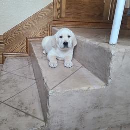 Gabby - Labrador Retriever puppy from Marlene's Labrador Retrievers