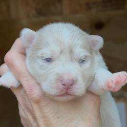 Gennie - Lavender female Pomsky puppy in Spring Hill, Florida from PDQ Pomskies