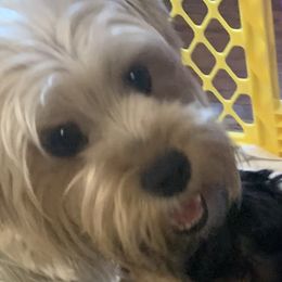 Stella - Yorkshire Terrier