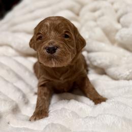 Sugar (purple) - Red  female Goldendoodle puppy in Twin Falls, Idaho from Magic Valley Family Doodles