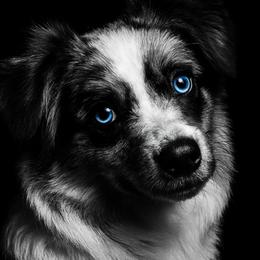 LACEY - Toy Australian Shepherd