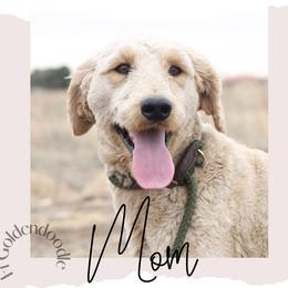 Curly Sue - Goldendoodle