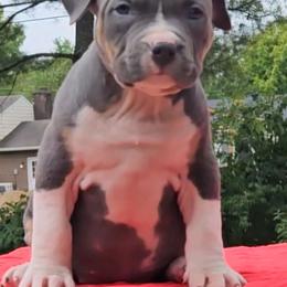 Ledecky- Burgandy Collar female - American Bully puppy from Deuce's Den
