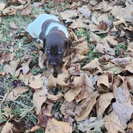 Mr Big 8 - Liver and white male German Shorthaired Pointer puppy in Troy, North Carolina from Uwharrie GSP