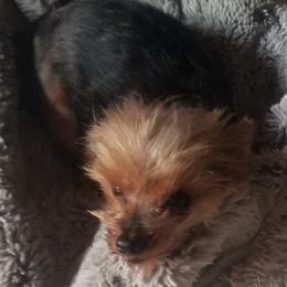 Maltese, Pomeranians, Shih Tzus, and Yorkshire Terriers from Renee's Pups