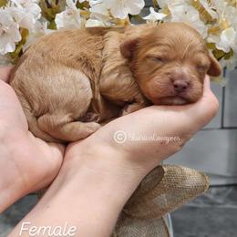 Apricot girl - Apricot female Cavapoo puppy in Ossian, Indiana from Sharices Cavapoos