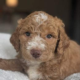 Dark Blue - Red  male Goldendoodle puppy in Spring, Texas from The Doodle Den