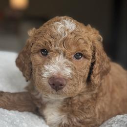 Dark Blue - Red  male Goldendoodle puppy in Spring, Texas from The Doodle Den