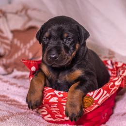 Yellow Girl - Red and rust female Doberman Pinscher puppy in Shelby, North Carolina from IronBee Dobermans