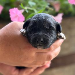 Boy 1 - Black & white male Australian Shepherd puppy in Hillsboro, Ohio from Sugar Grove Farms