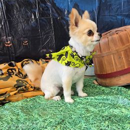 Chihuahua All Grown Up from Lisa's Chihuahuas