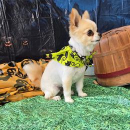 Chihuahua All Grown Up from Lisa's Chihuahuas