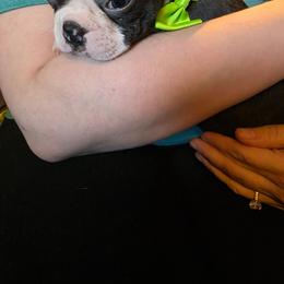 Bella's boy - Black brindle and white male Boston Terrier puppy in Anchorage, Alaska from 907 Bostons