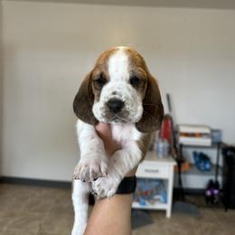 Girl 2 - Brown black and white female Basset Hound puppy in Las Animas, Colorado from J&D Dachsies