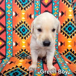 Boy 1 - Yellow male Labrador Retriever puppy in Potosi, Wisconsin from Point and Flush Gun Dogs