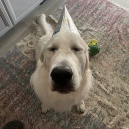 Golden Retriever All Grown Up from Jumbo’s Goldens