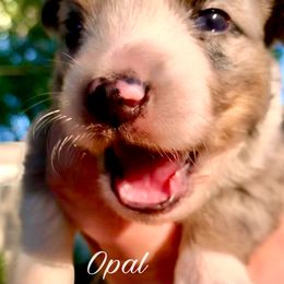 Miniature Australian Shepherd and Toy Australian Shepherd Puppies from Pawesome Lil Aussies