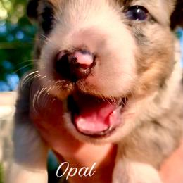 Miniature Australian Shepherd and Toy Australian Shepherd Puppies from Pawesome Lil Aussies