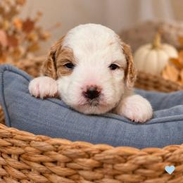 Ember - Parti female Goldendoodle puppy in Hendersonville, Tennessee from Ben's Best Buddy Goldendoodles