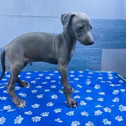 Italian Greyhound and Pekingese Puppies from Oremor's