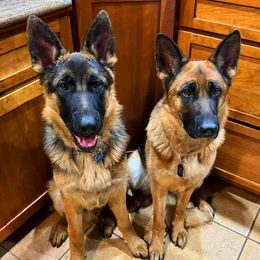 German Shepherds from Johnston Family German Shepherds