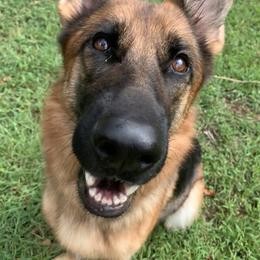 German Shepherd All Grown Up from Angel Oak German Shepherds