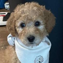 Goldendoodle and Poodle Puppies from West Michigan Doodles and Poodles