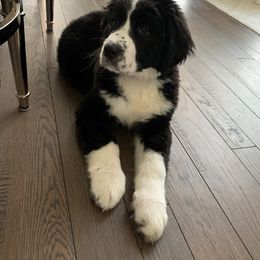 Bernedoodle Puppies from Buckingham's Bernedoodle Buddies