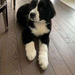 Bernedoodle Puppies from Buckingham's Bernedoodle Buddies