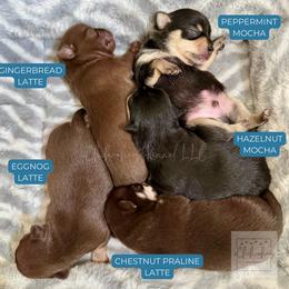 Chihuahua puppies from iChihuahuas Kennel