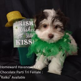 Havanese Puppies from Homeward Havanese, LLC