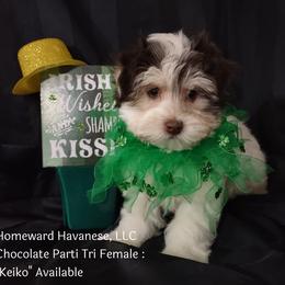 Havanese Puppies from Homeward Havanese, LLC