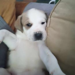 Basilisa - Central Asian Shepherd Dog puppy in Staunton, Virginia from Spinaz de Can
