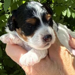 Athena - Black and white female Cavapoo puppy in Tucson, Arizona from Adored Poodle & Doodles