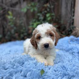 Kelly - Parti female Goldendoodle puppy in Jacksonville, Florida from Dandelion Doodles