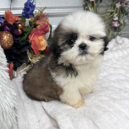 Charlie - Red and white male Shih Tzu puppy in Elgin, South Carolina from Silver Bells Paw Prints