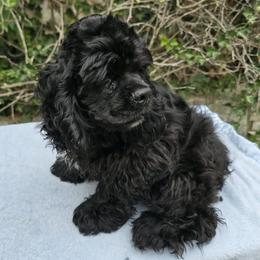 Cocker Spaniel puppies from D&D Hill Country Cockers and Chihuahuas